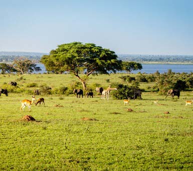 Why Choose a Uganda Luxury Safari